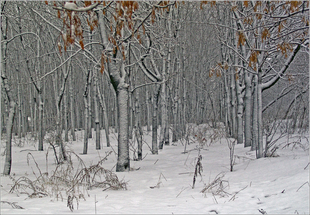 Кузьминский лесопарк, image of landscape/habitat.