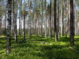 Изображение ландшафта