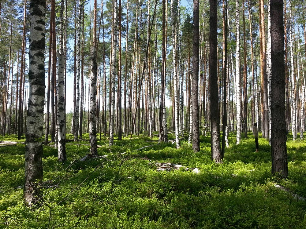 Устиново - Кокориха, image of landscape/habitat.