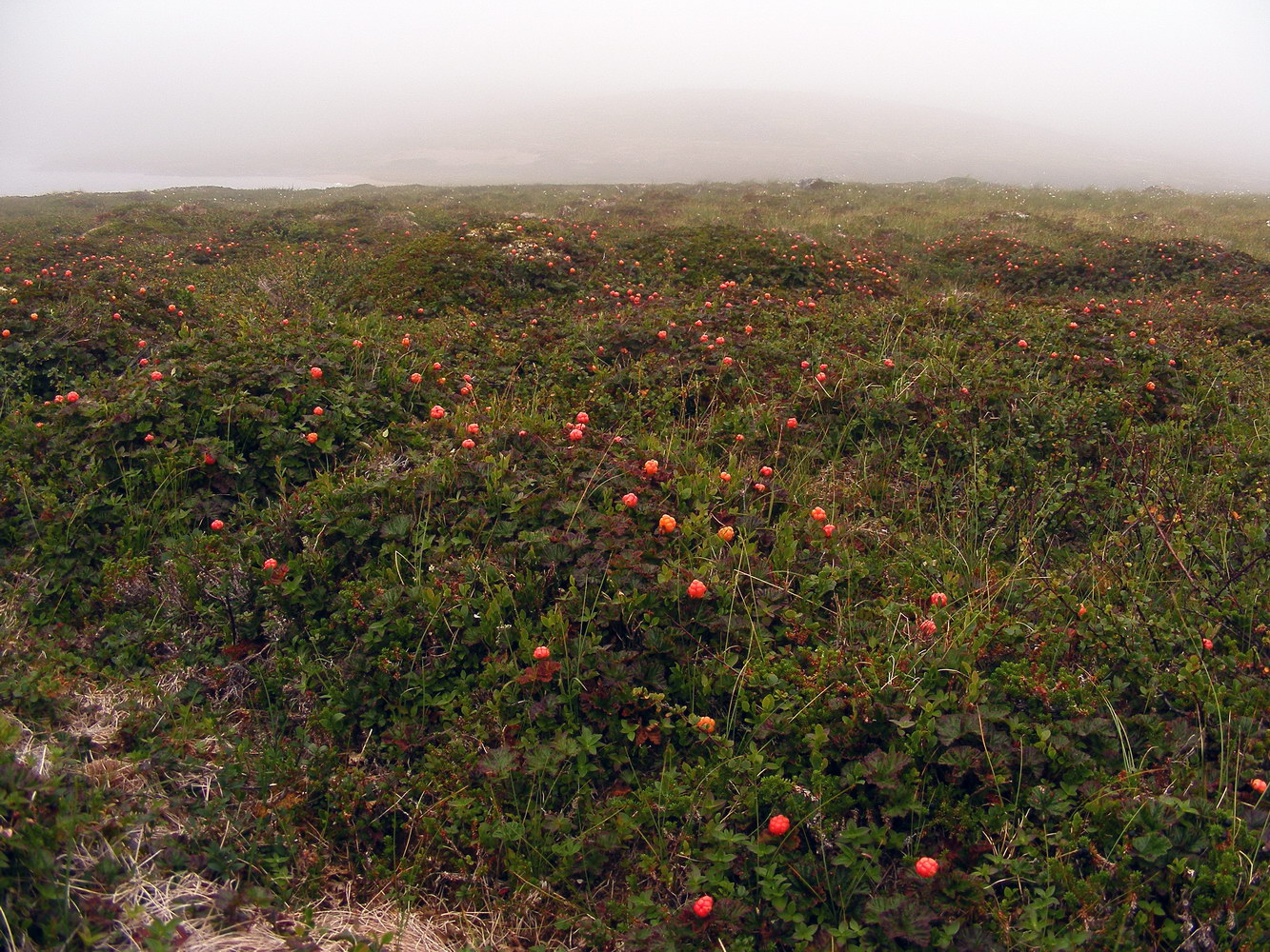 Порчниха, image of landscape/habitat.