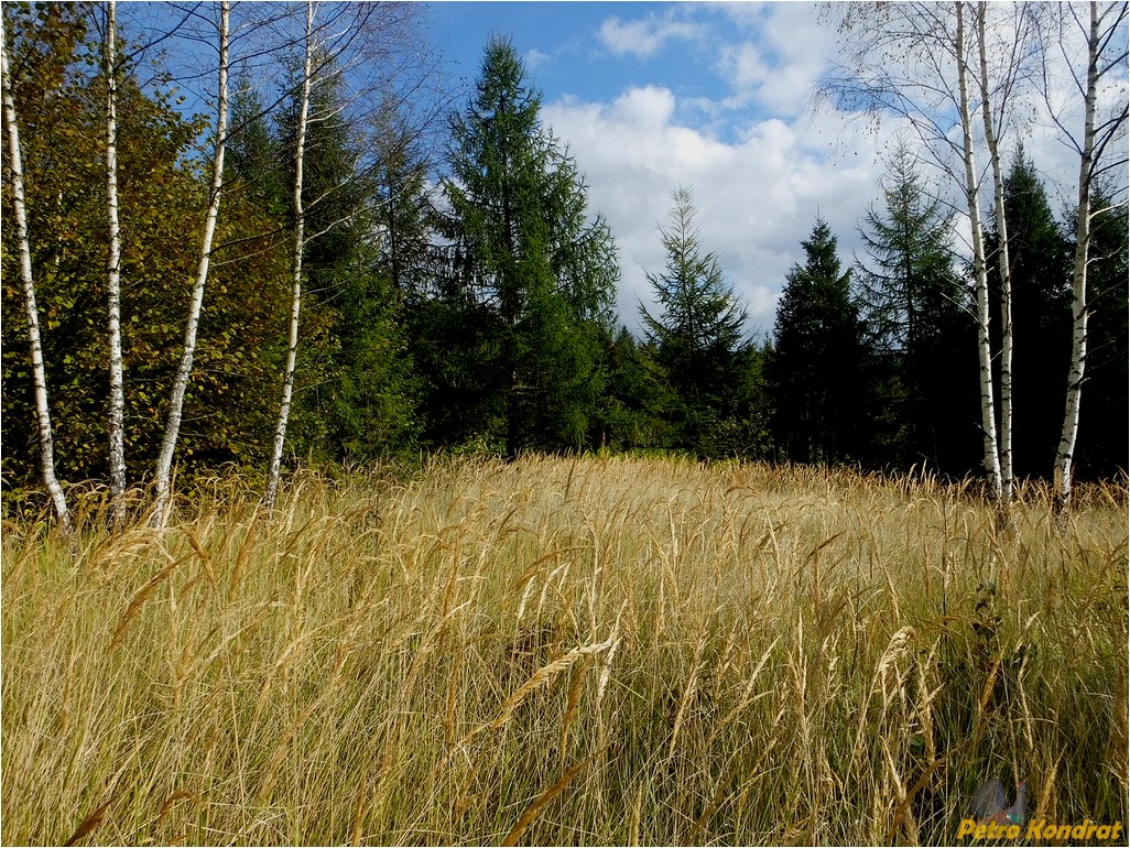 Поляница, image of landscape/habitat.