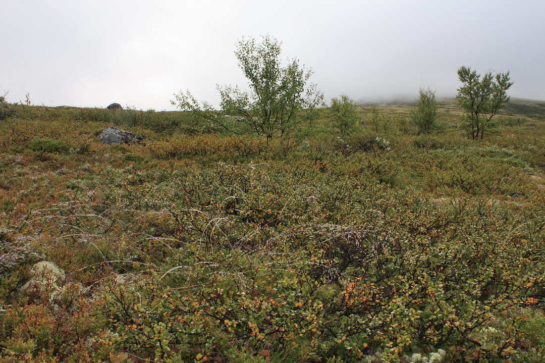 Лисья сопка, image of landscape/habitat.