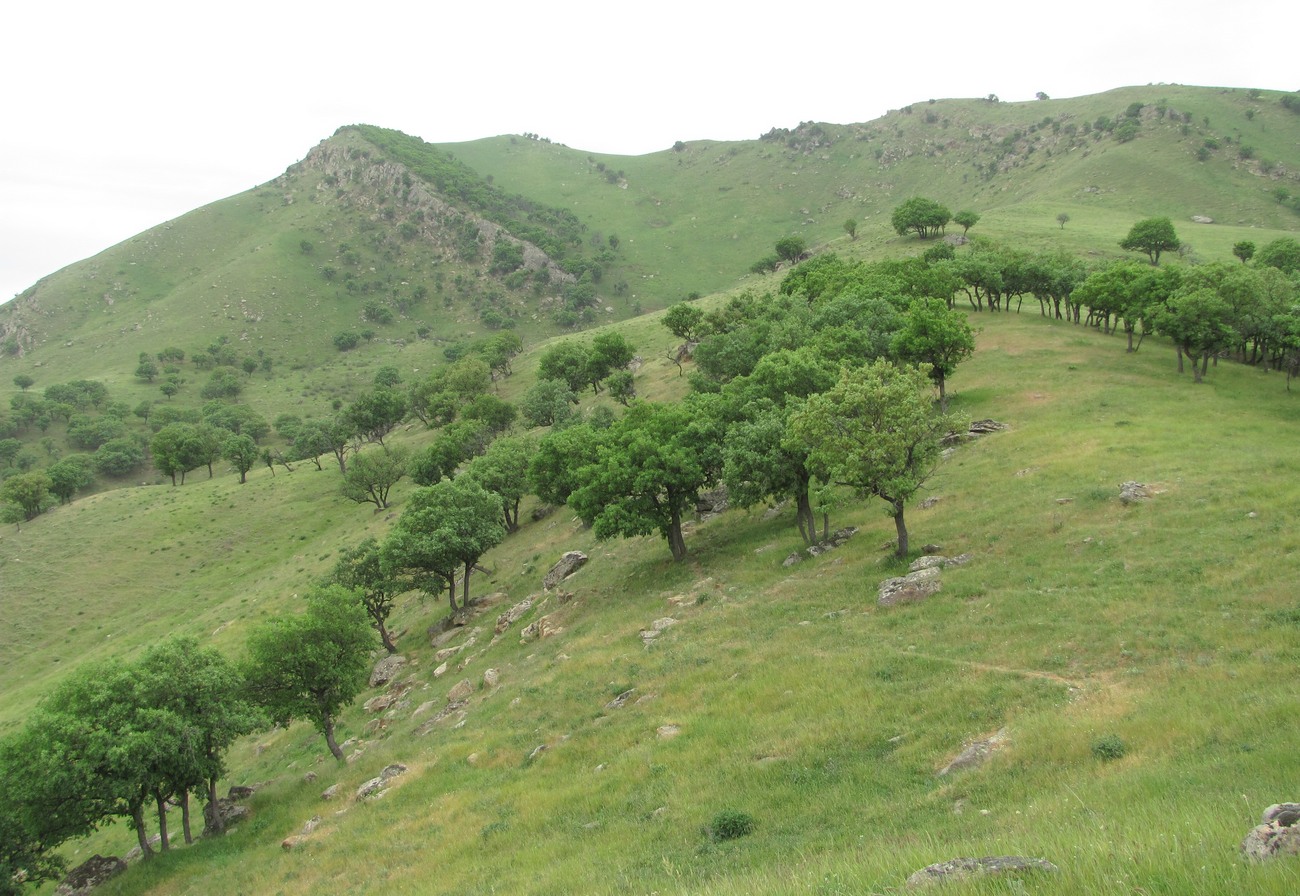 Хребет Нарат-Тюбе, image of landscape/habitat.