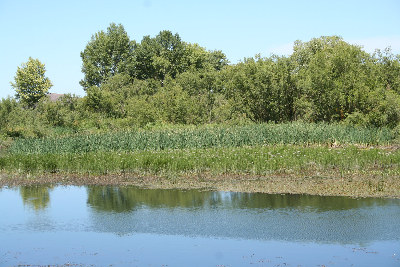 Окрестности Украинки, image of landscape/habitat.