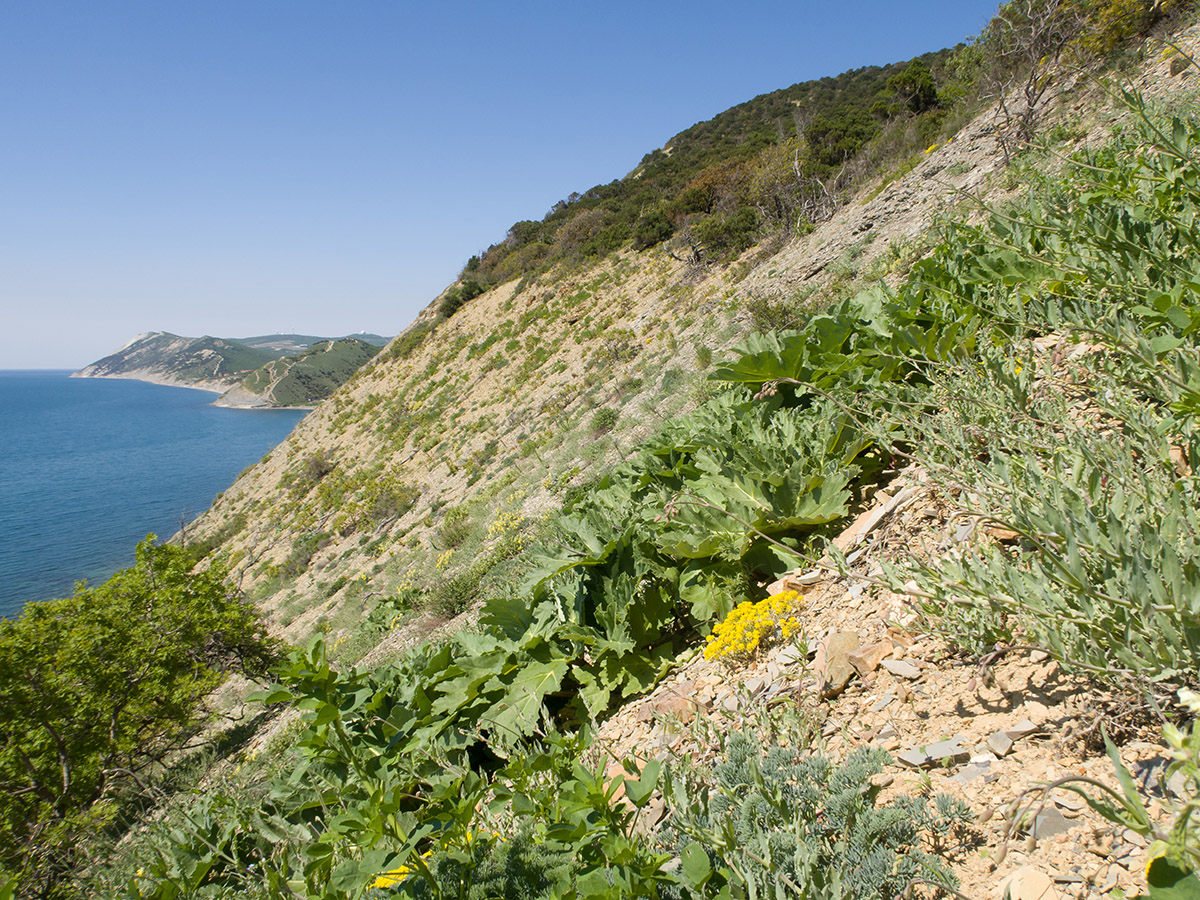 Большой Утриш, гора Солдатская, image of landscape/habitat.