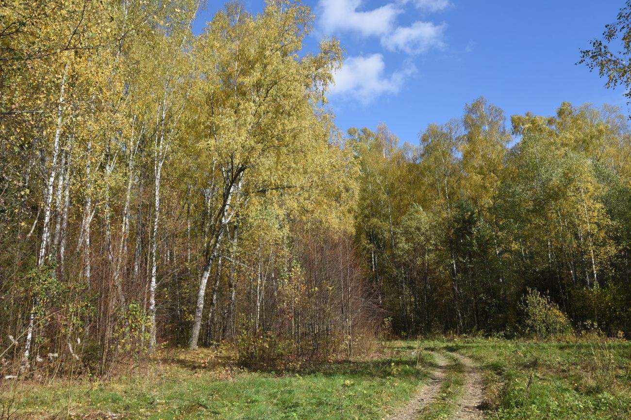 Окрестности деревни Чёлохово, image of landscape/habitat.