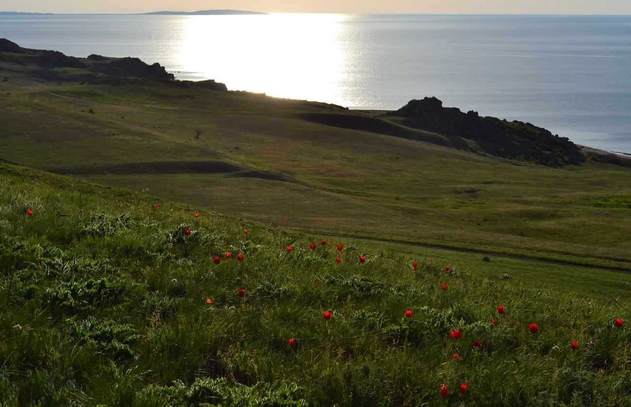 Караларская степь, image of landscape/habitat.