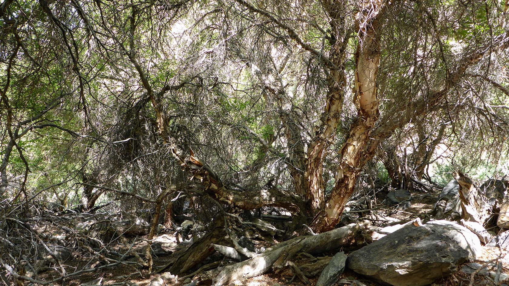 Берёзовая, image of landscape/habitat.