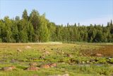Чкаловский, image of landscape/habitat.