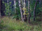 Image of landscape