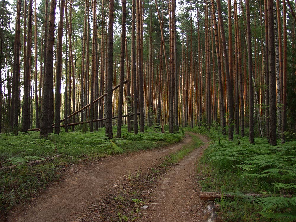 Устиново - Кокориха, image of landscape/habitat.