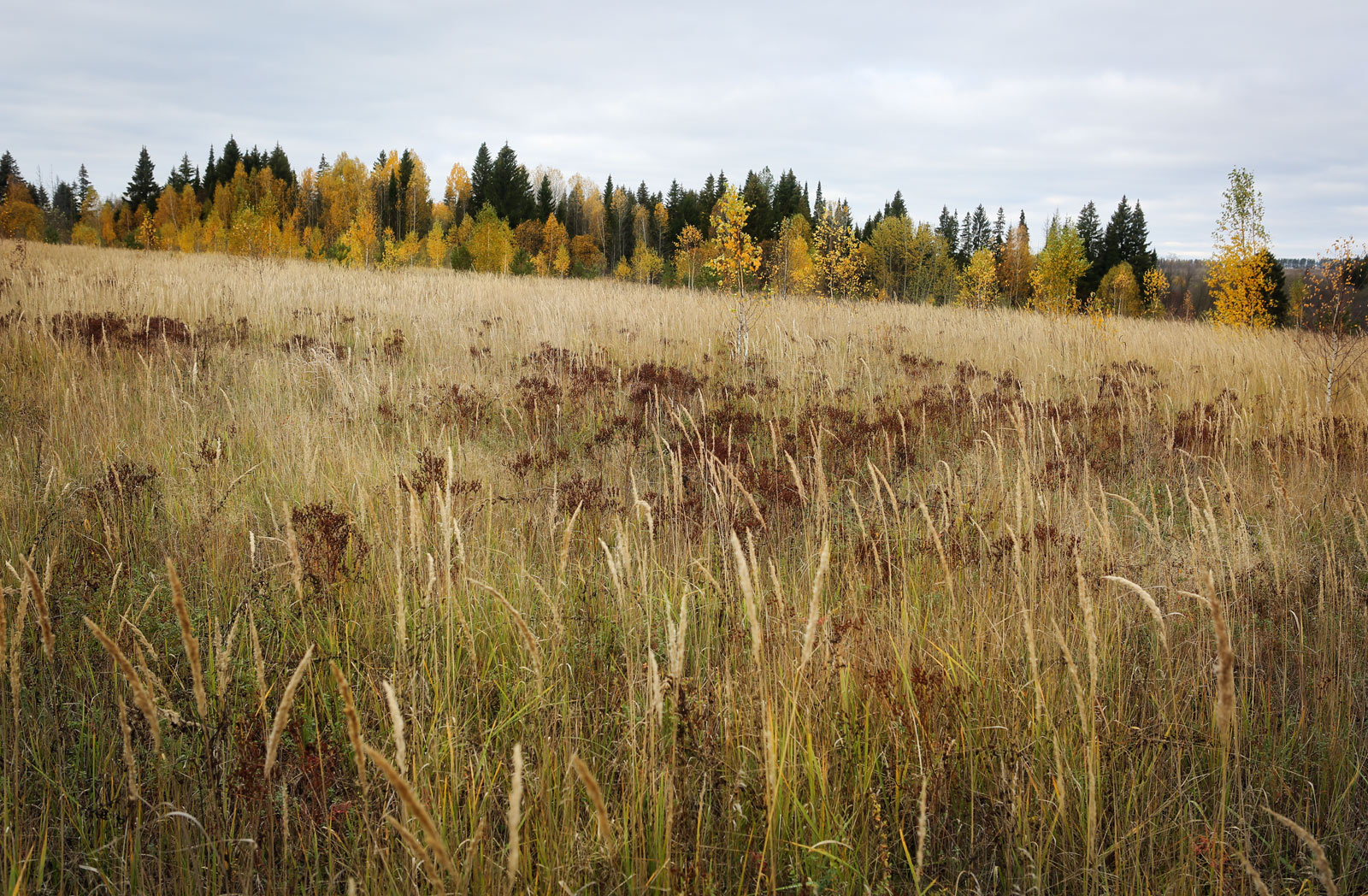 Окрестности села Красный Бор, image of landscape/habitat.