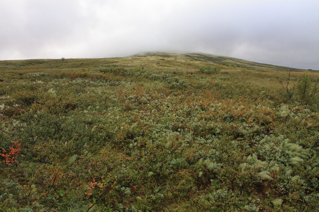 Лисья сопка, image of landscape/habitat.