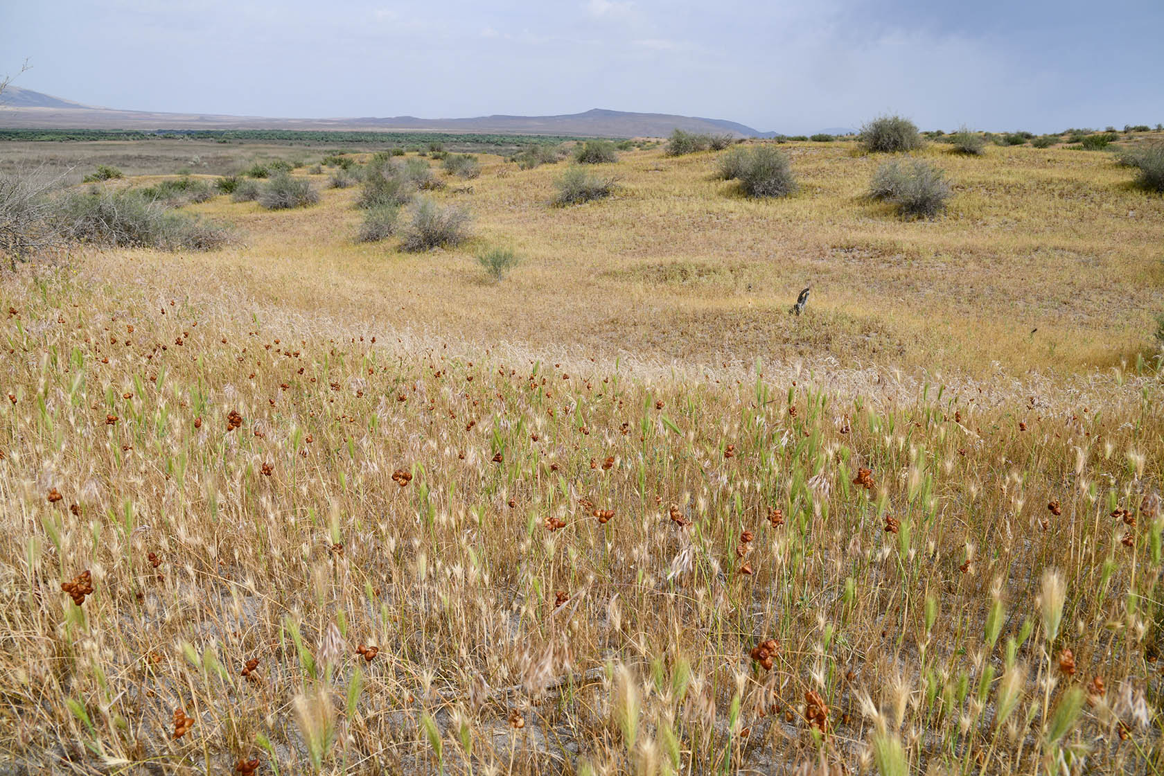Пески Кашкакум, image of landscape/habitat.