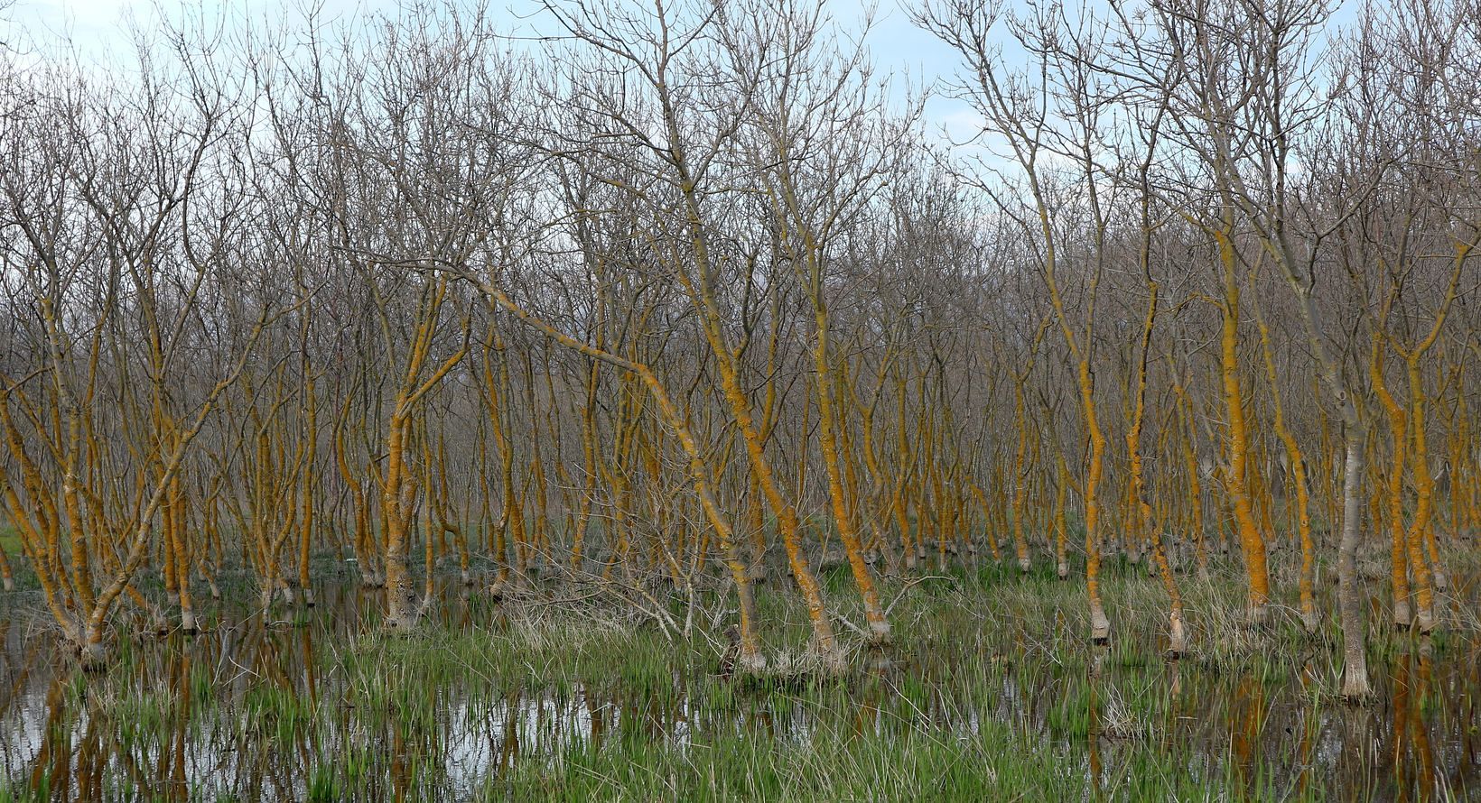 Геленджик, image of landscape/habitat.