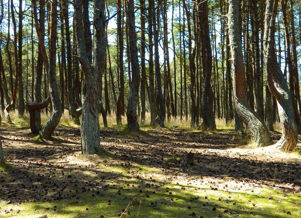 Танцующий лес, image of landscape/habitat.