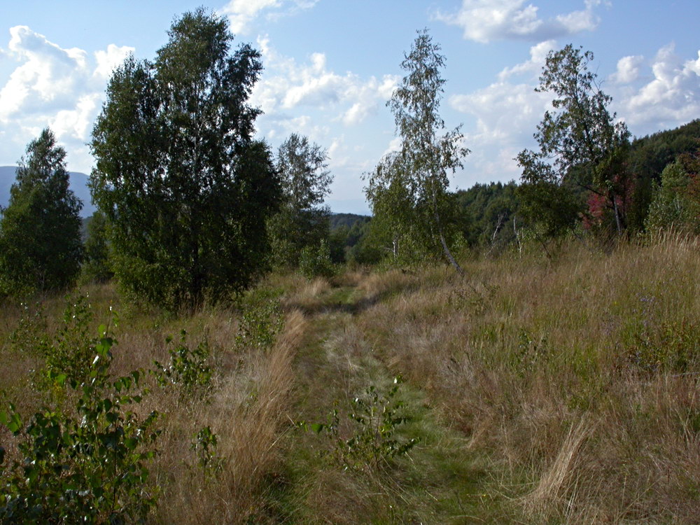 Свалява, image of landscape/habitat.