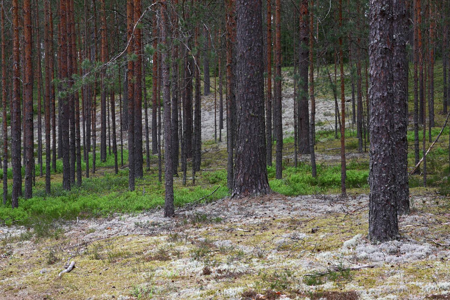 Участок в сосновом бору ленинградской области. Сосняк Мохово-лишайниковый Карелия. Сосновый Бор беломошник. Сосновый Бор с ягелем. Сосняк лишайниковый напочвенный Покров.