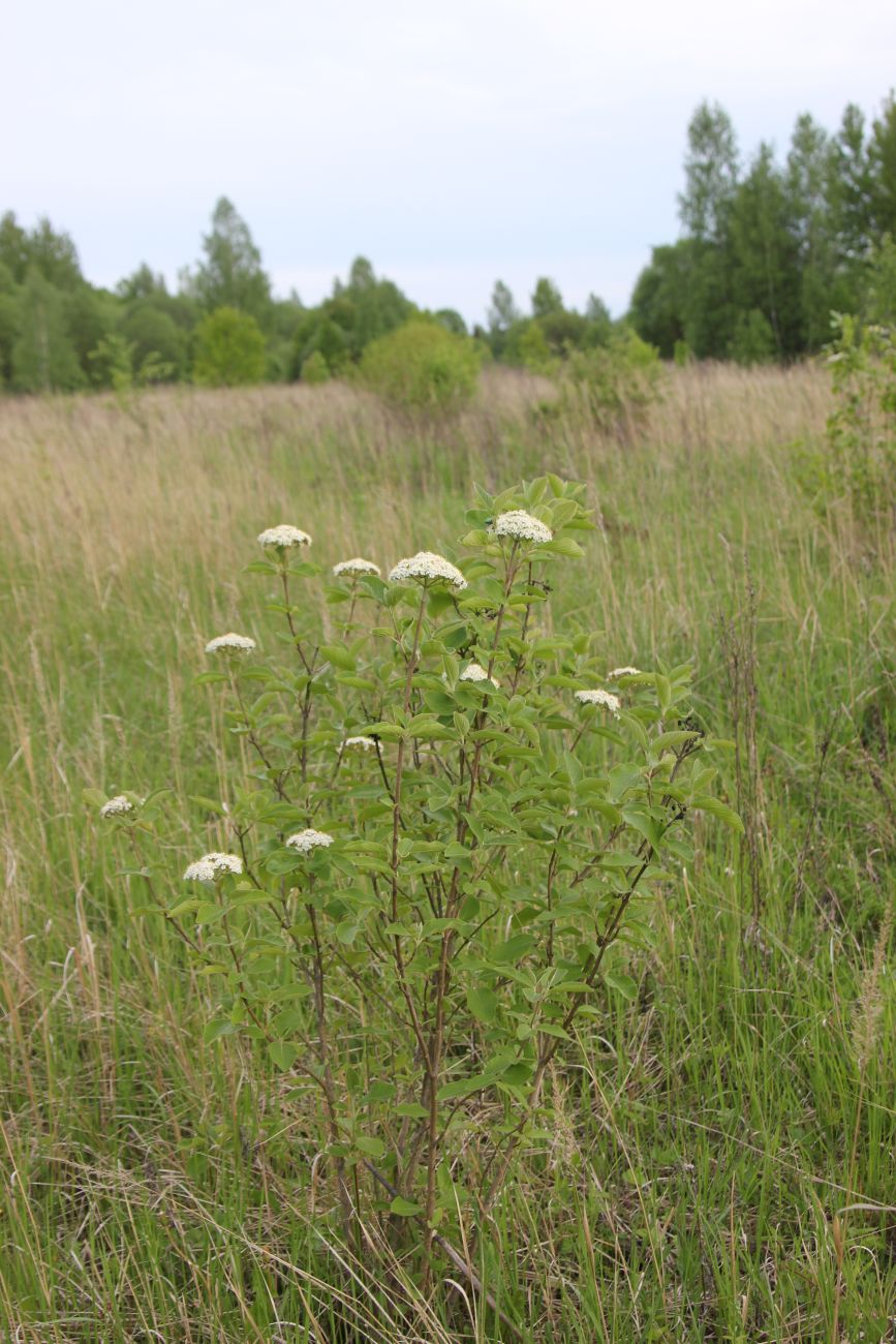 Окрестности деревни Сатино, image of landscape/habitat.