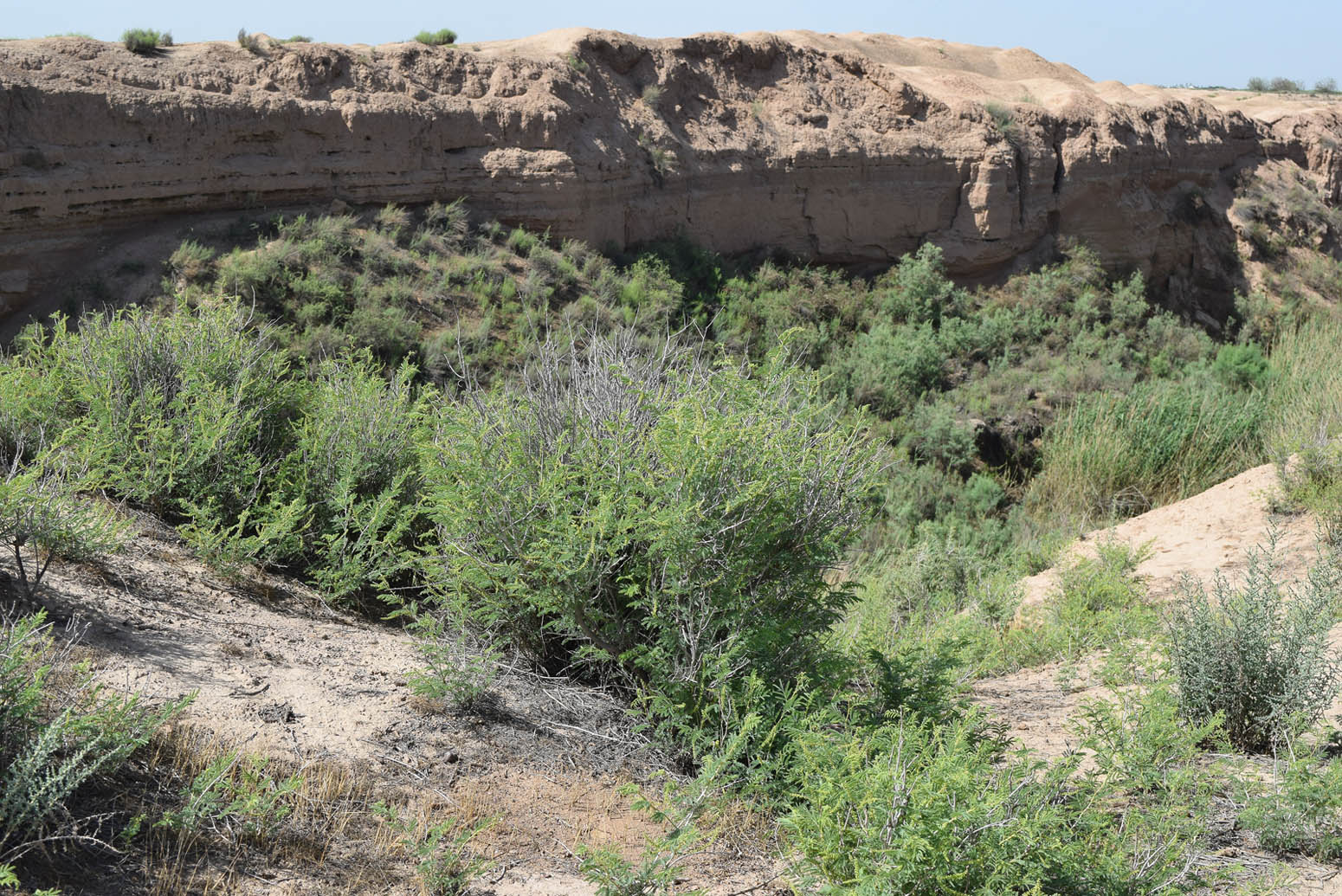 Окрестности кишлака Жарти-арык, image of landscape/habitat.