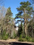 Image of landscape