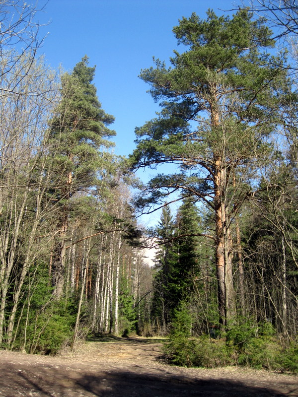 Токсово, image of landscape/habitat.