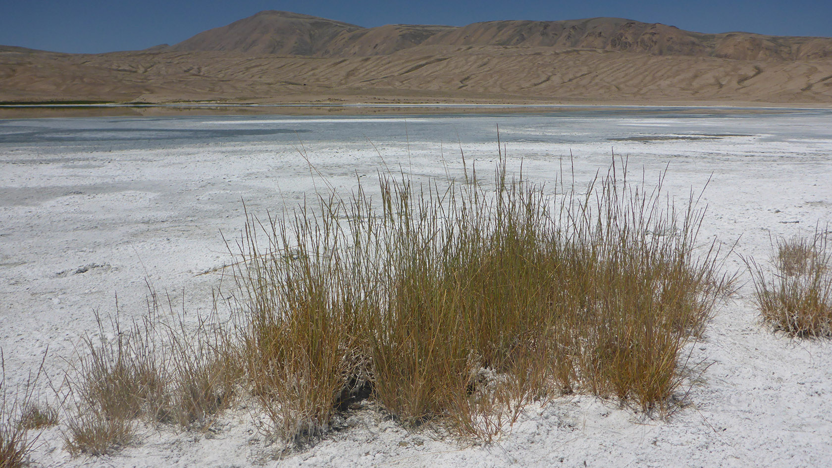 Сасык-Кёль, изображение ландшафта.