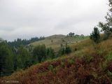 Терношора, image of landscape/habitat.