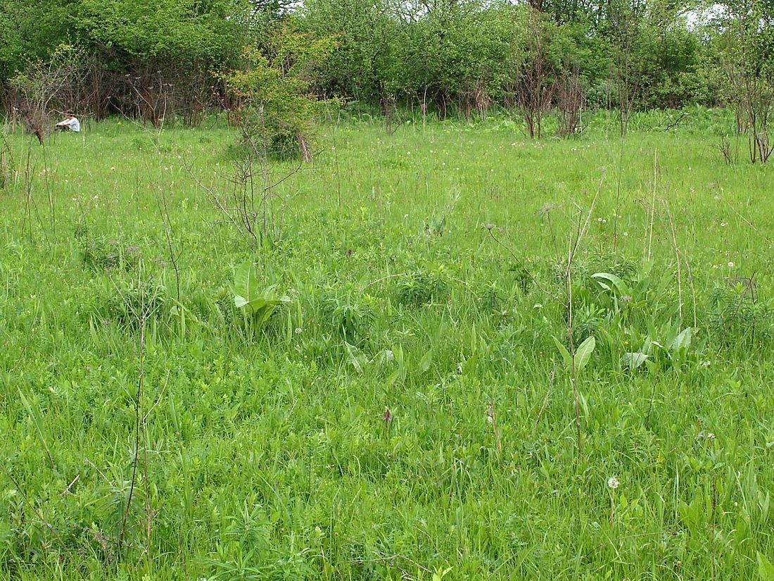 Север Осетинской равнины, image of landscape/habitat.