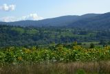 Свалява, image of landscape/habitat.