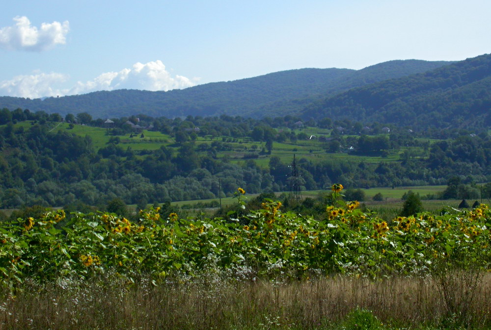 Свалява, image of landscape/habitat.