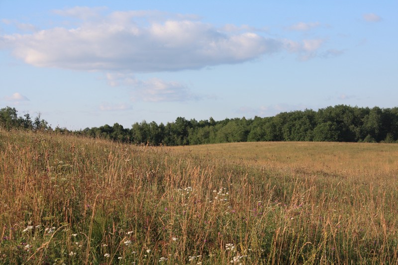 Окрестности деревни Недоблицы, image of landscape/habitat.