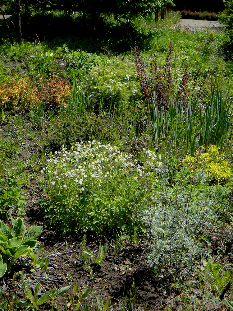 Иркутск, image of landscape/habitat.