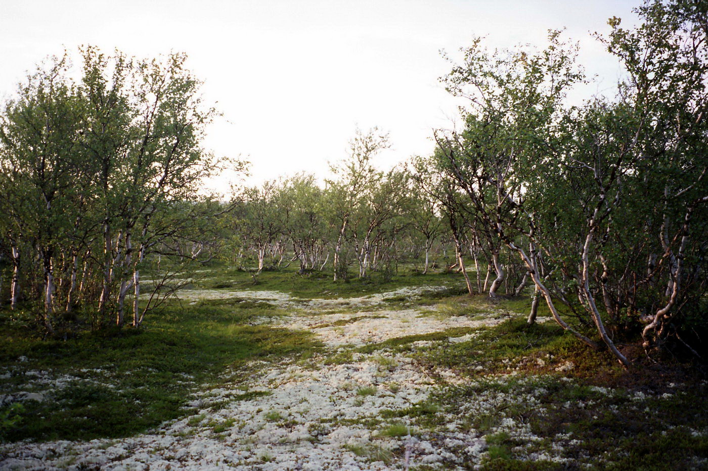 Туманный, image of landscape/habitat.