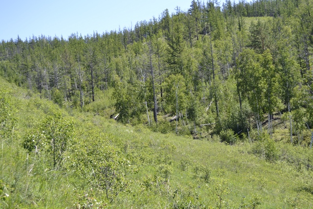 Река Курулга и гора Ундур, image of landscape/habitat.
