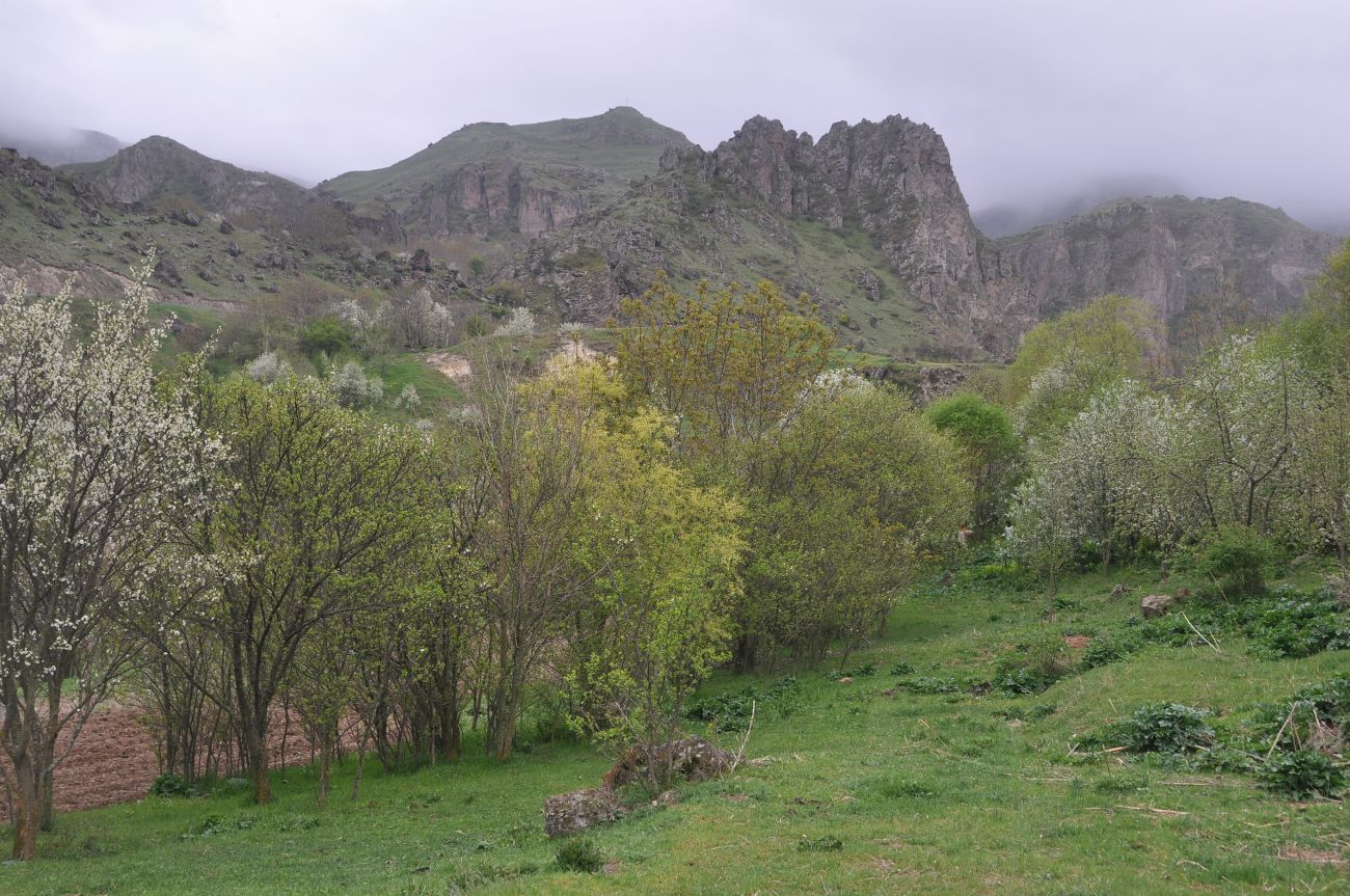 Окрестности крепости Тмогви, image of landscape/habitat.