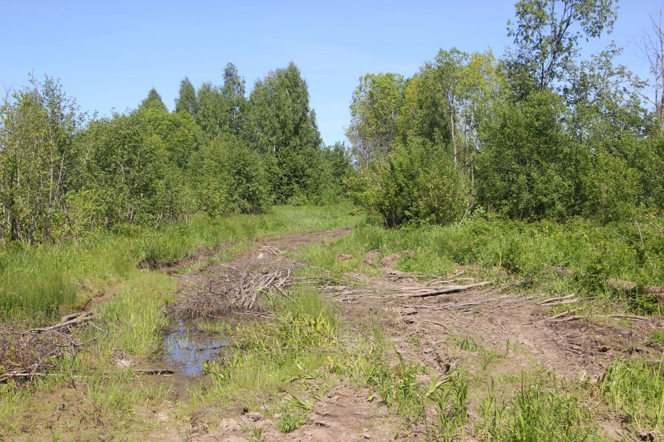 Окрестности Погорелово, image of landscape/habitat.