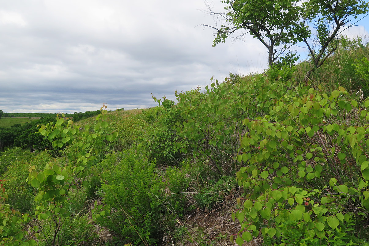 Среднее течение реки Орлиха, image of landscape/habitat.
