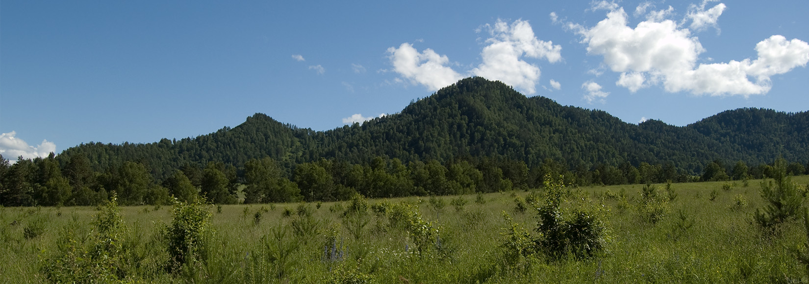 Чемал, долина реки Катунь, image of landscape/habitat.