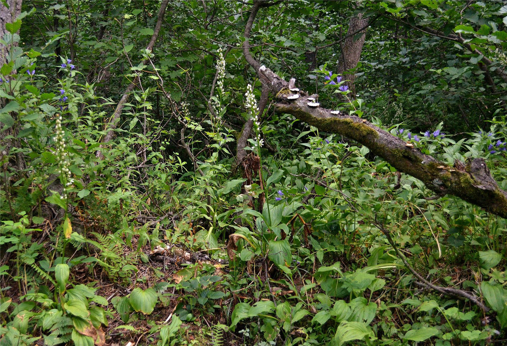 Авадхара (Ауадхара), image of landscape/habitat.