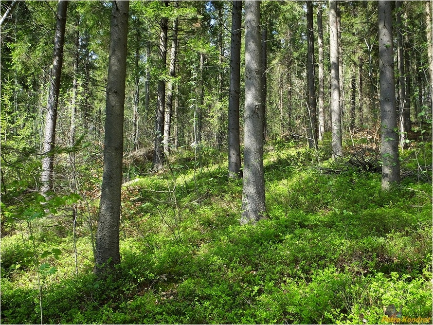 Поляница, image of landscape/habitat.