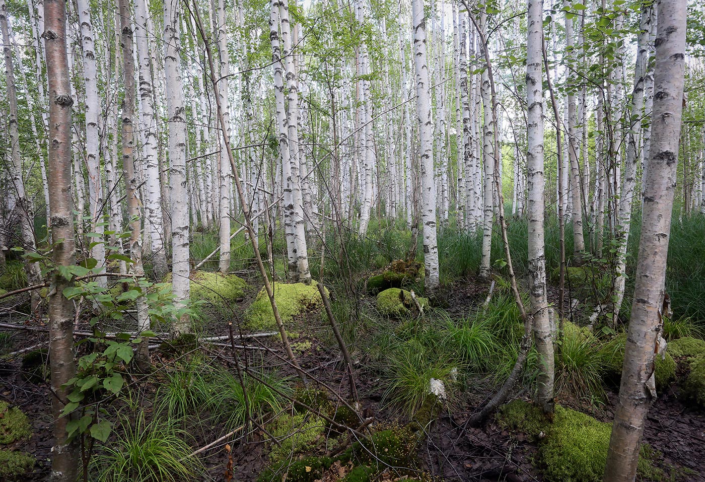 Окрестности Краснокамска, image of landscape/habitat.