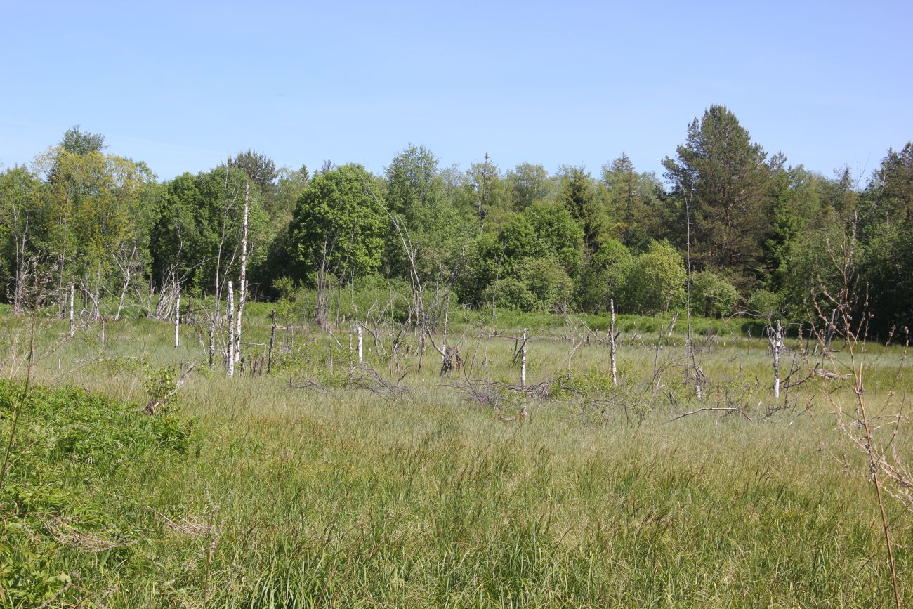 Окрестности Погорелово, image of landscape/habitat.