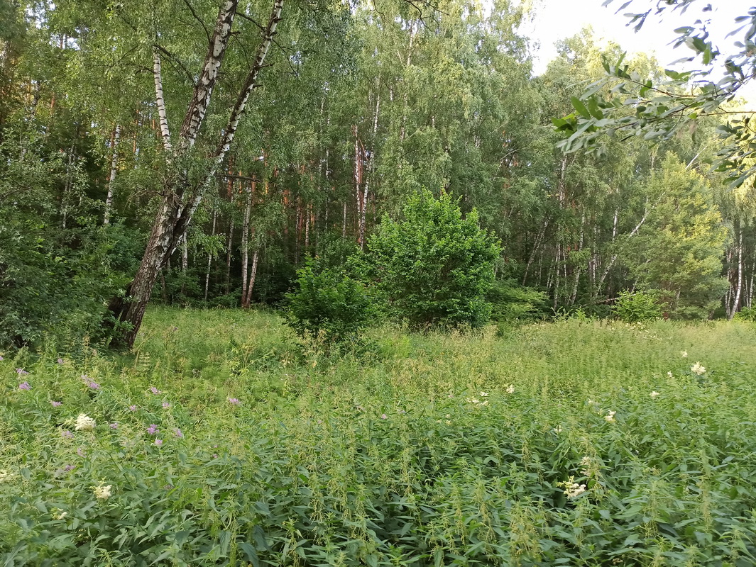 Широколиственные леса Подольска, image of landscape/habitat.