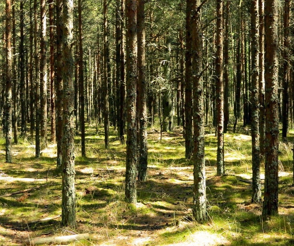 Танцующий лес, image of landscape/habitat.