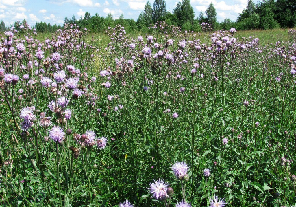 Каспля, image of landscape/habitat.