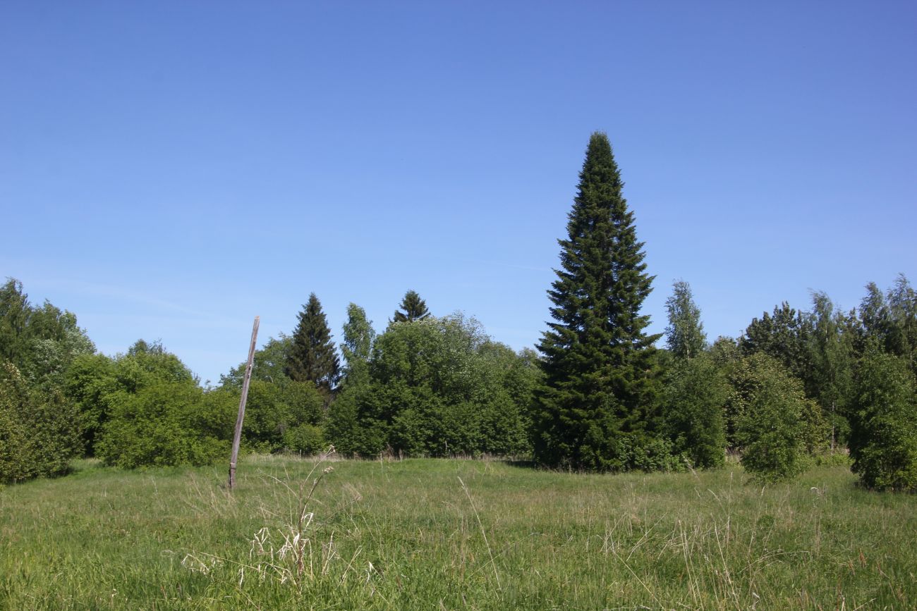 Окрестности Погорелово, image of landscape/habitat.