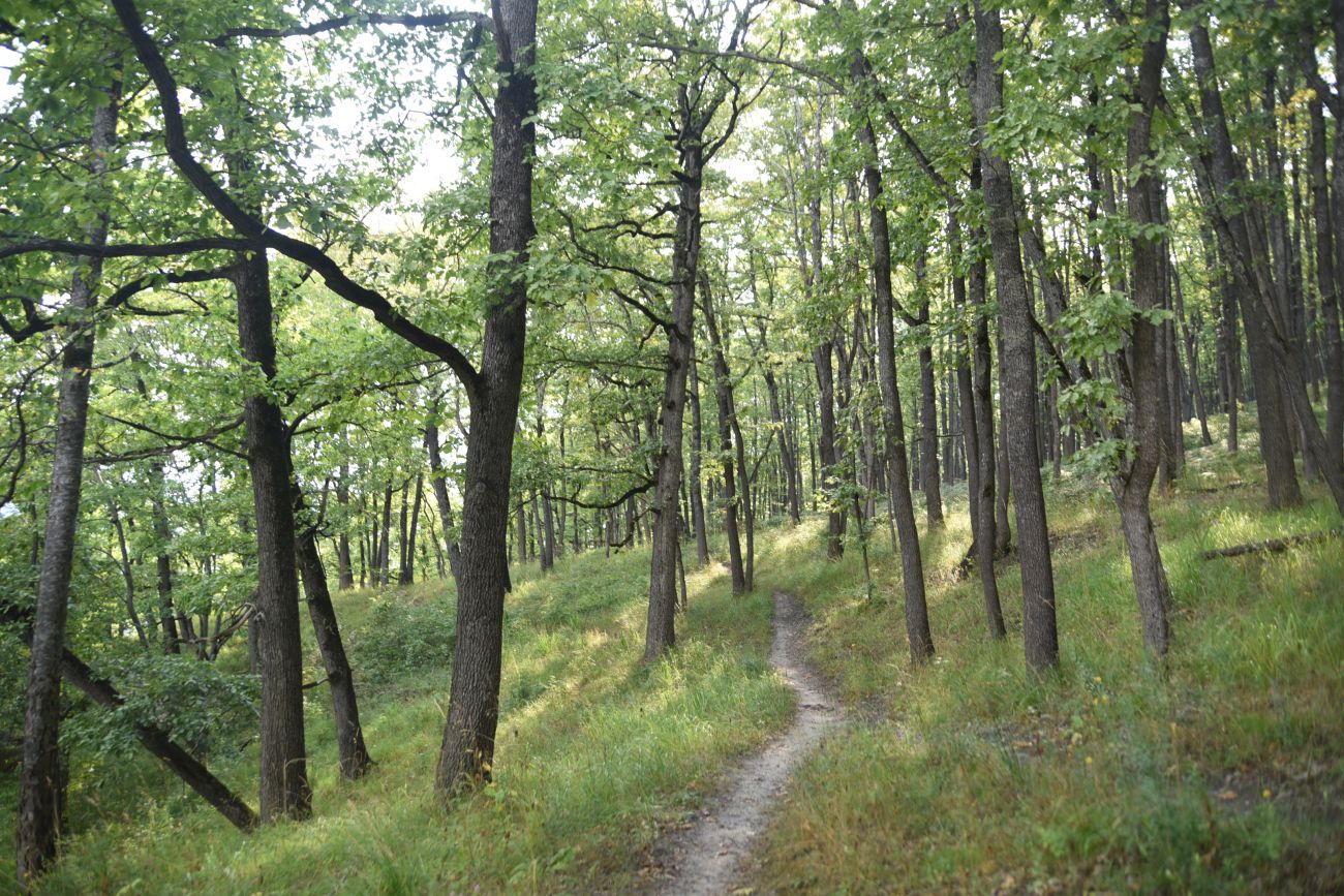 Окрестности горы Черединова, image of landscape/habitat.
