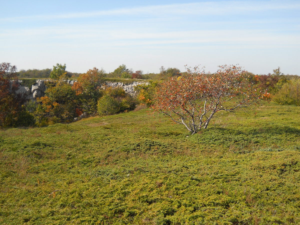 Чатырдаг, image of landscape/habitat.