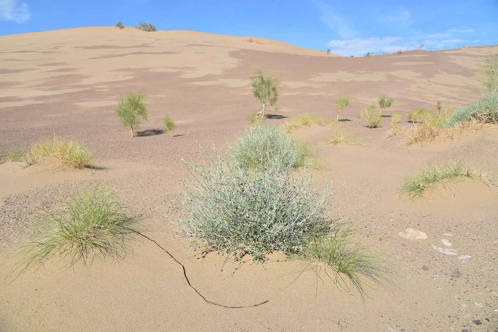 Айгайкум (Поющий бархан), изображение ландшафта.